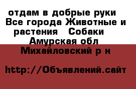 отдам в добрые руки - Все города Животные и растения » Собаки   . Амурская обл.,Михайловский р-н